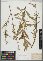 Foto von Salix alba L. x Salix fragilis L.